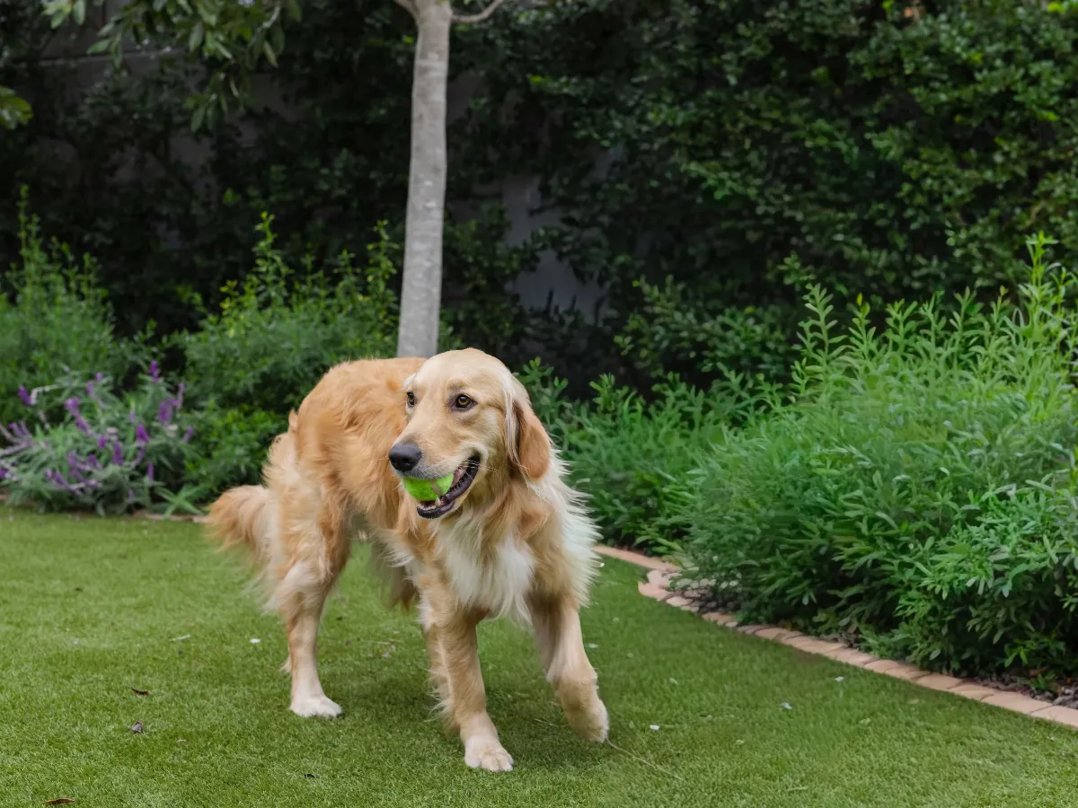 Pet turf installed in a fenced backyard dog area in Fort Mill, SC